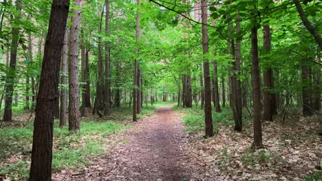 A-walk-in-the-woods.-Deciduous-trees-around