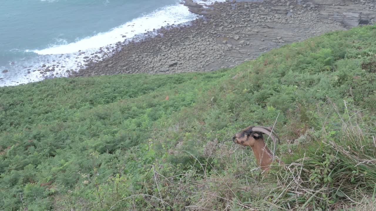 Brown and black goat with big horns grazing on a cliff above the sea in Asturias