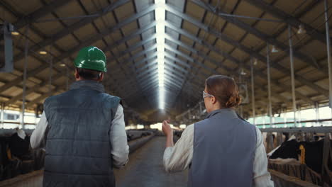 farm professionals going shed rear view. agribusiness managers inspecting cattle