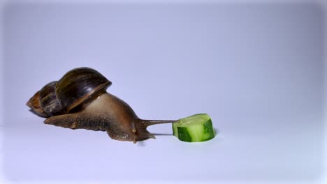 caracol sobre un fondo blanco