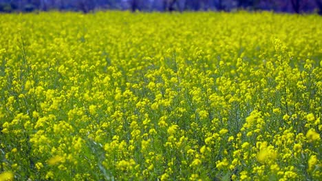 Mustard-is-grown-and-thriving-well,-waving-by-wind,-close-up-view-in-the-farm