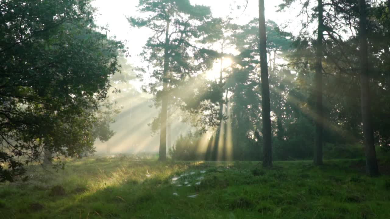 солнечные лучи в туманном лесу