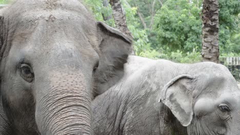 A-close-up-shot-of-a-pair-of-Asian-Elephants-feeding-on-vegetation-in-a-Zoo-in-Thailand