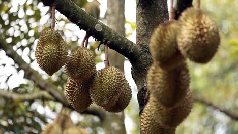 Close-Up-Footage-of-Golden-and-Beautiful-Durian-Crop,-The-King-Of-Fruit