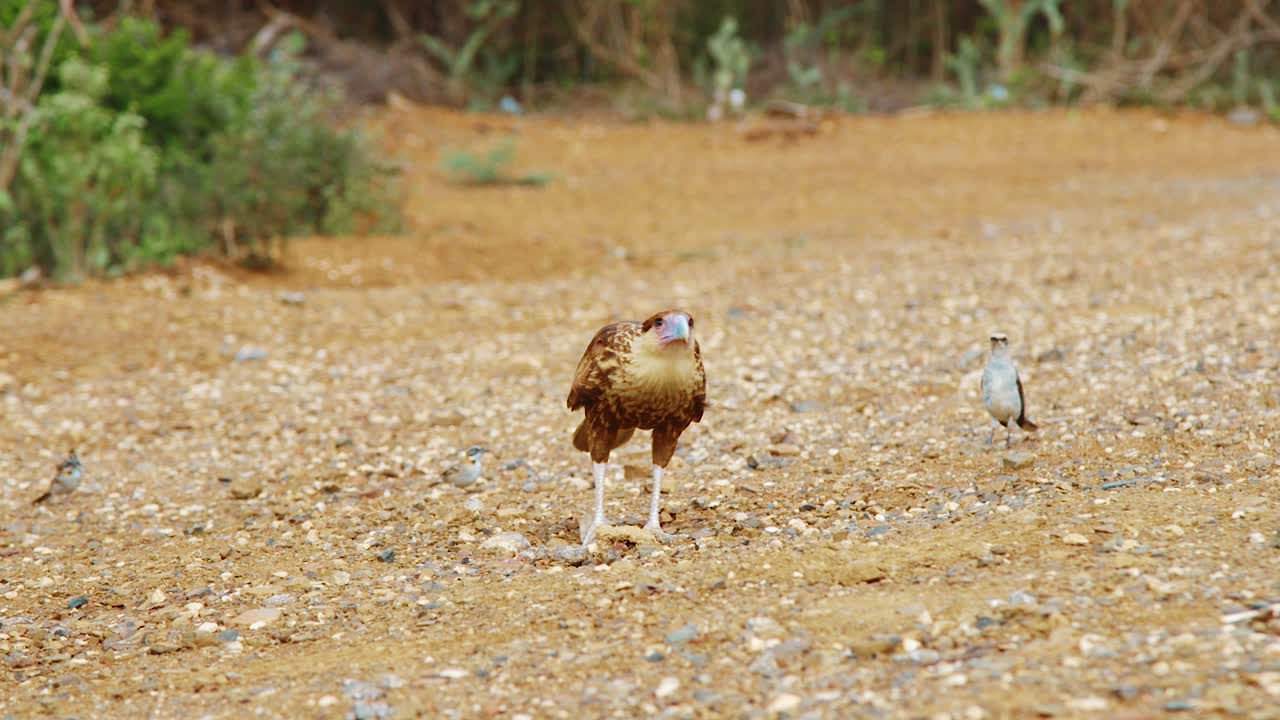 Juvenile caracara with brown plumage facing camera by smaller birds, SLOW MOTION