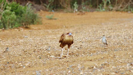 Caracara-Juvenil-Con-Plumaje-Marrón-Frente-A-La-Cámara-De-Pájaros-Más-Pequeños,-Cámara-Lenta