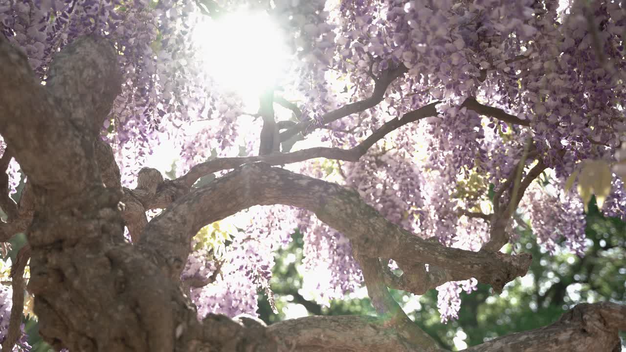 Tree with pink leaves in a sunny day in the park