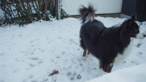 medium wide shot of a dog standing in the garden on a winter day