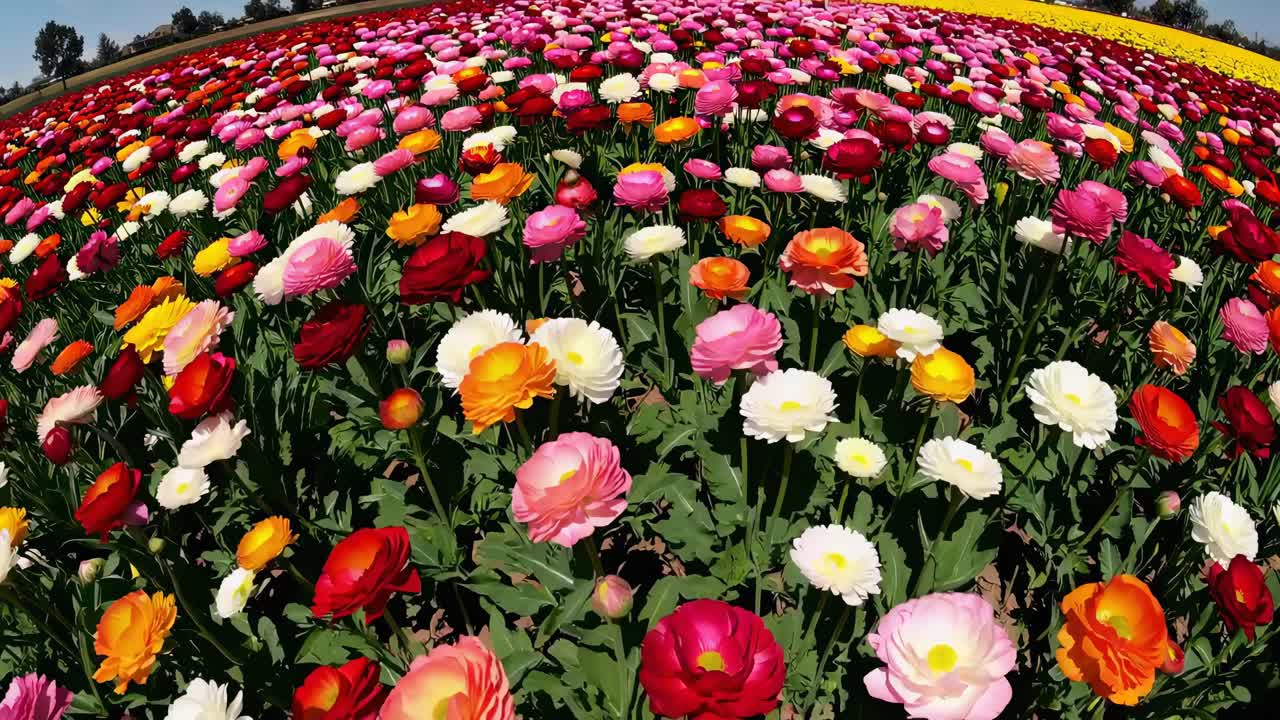 Livlig video som viser et stort jorde med fargerike blomster, og skaper en fascinerende og altoppslukende opplevelse