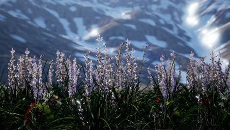 Campo-De-Lavanda-Con-Cielo-Azul-Y-Cubierta-Montañosa-Con-Nieve