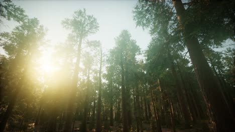 redwood forest foggy sunset scenery