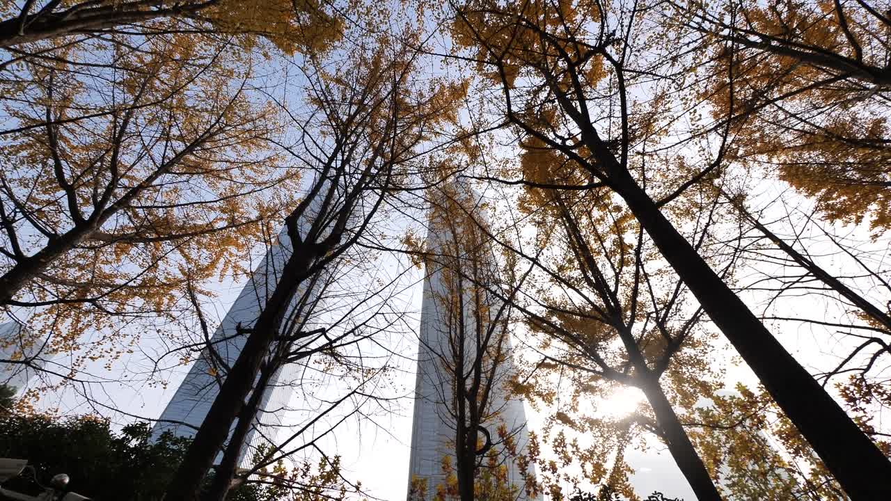 low angle view of golden ginkgo biloba trees in sunny autumn day, rotate shot, 4k b roll loopable footage, autumn concept.