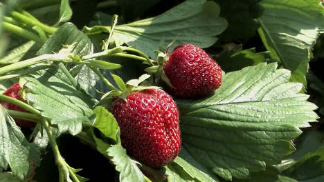 Close-up-of-ripe-strawberries-on-a-bush-in-early-summer,-Germany
