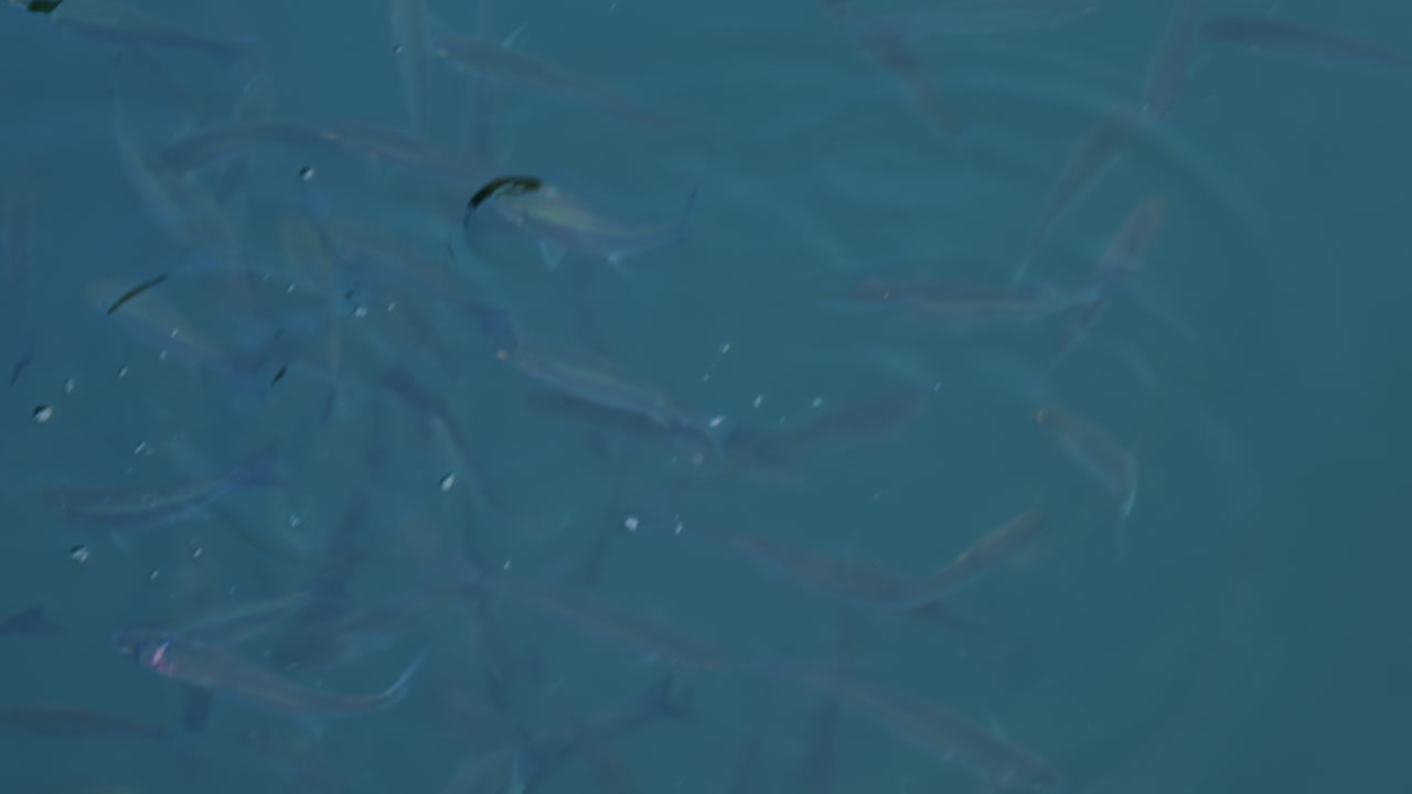 Group of fish swimming gracefully in crystal clear turquoise water