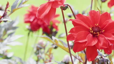 vivid red flowers bloom in a lush garden, captured in a steady close-up with soft natural lighting and a blurred green background