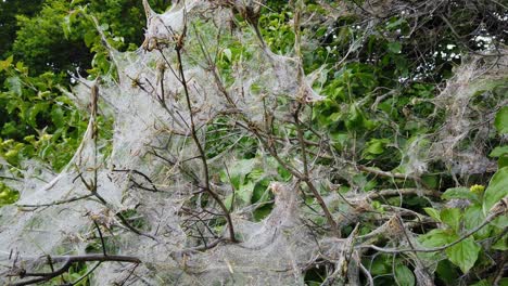 pedestal shot of nesting web of ermine moth caterpillars, yponomeutidae, in the uk