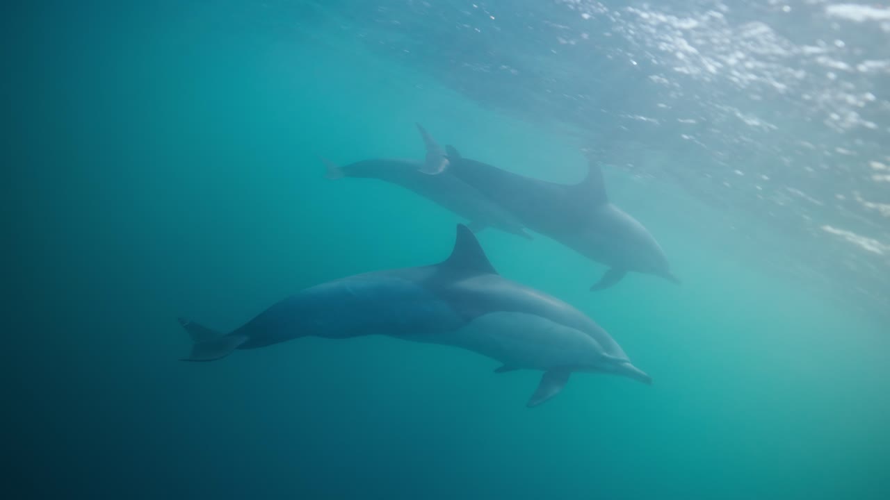 Underwater clip of dolphins swimming in clear water near the surface of the ocean