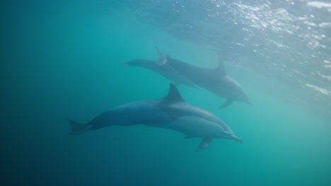 underwater clip of dolphins swimming in clear water near the surface of the ocean