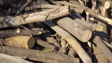 chopped trees, cut down trees in the afternoon, woods, warm light