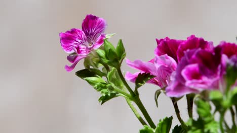 imágenes de primer plano de flores de geranio movidas por el viento