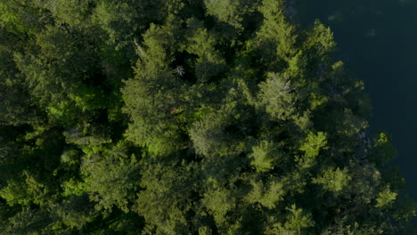 Flyover-straight-down-view-of-trees-and-water-in-Puget-Sound-in-Bellingham,-Washington-on-a-beautiful-spring-day