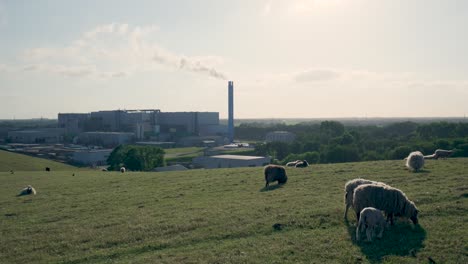 factory and sheep pasture landscape