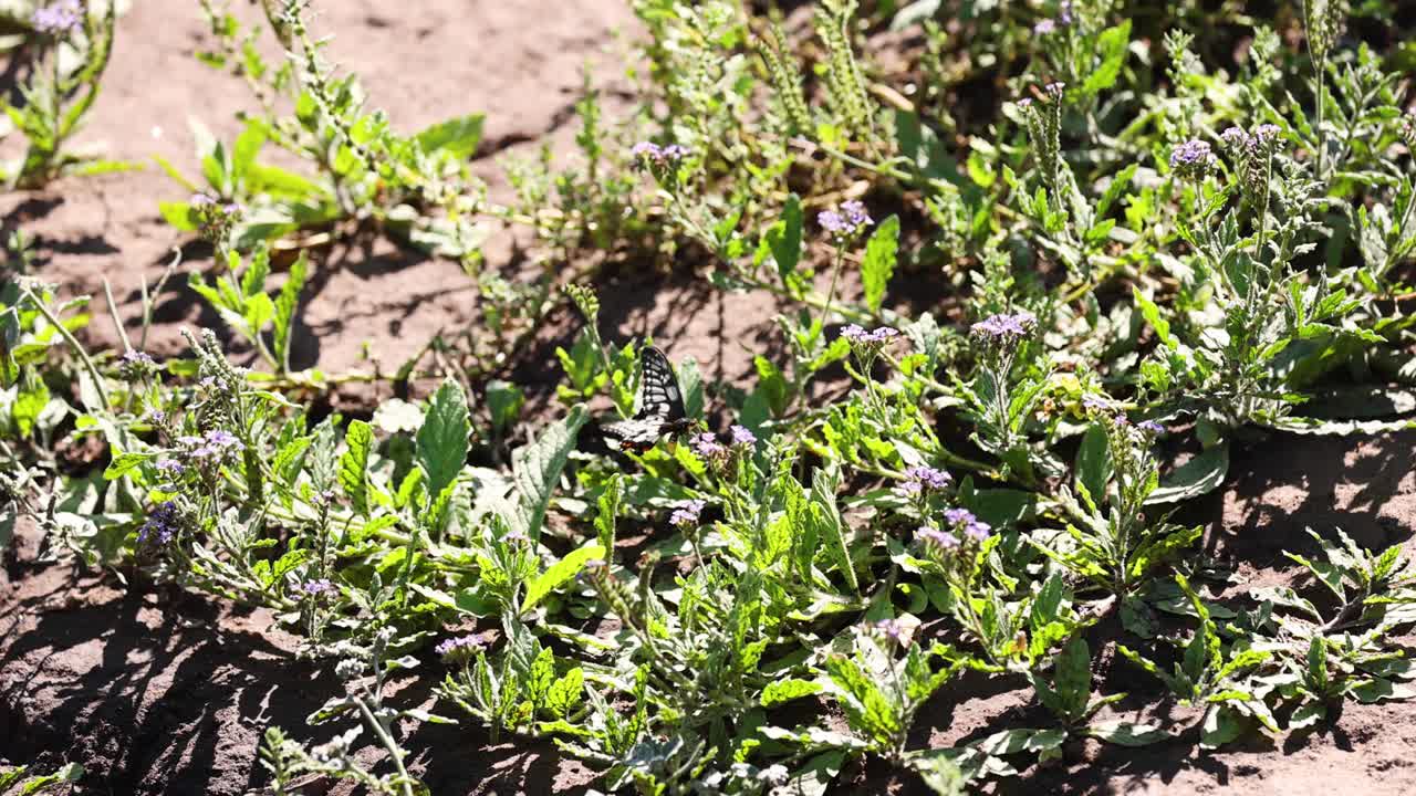 lapso de tiempo de las plantas que crecen a la luz solar