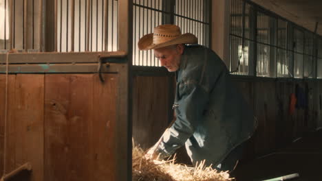 senior farmer feeding hay in a stable