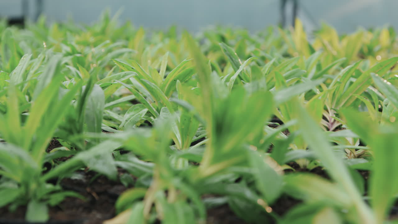 Plantas verdes orgánicas