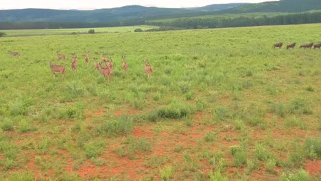 wildlife antelope in the wild