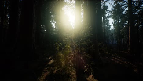 Secuoyas-Gigantes-En-Verano-En-El-Parque-Nacional-De-Secuoyas,-California