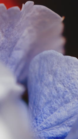 cu, slow motion, macro: large pile of beautiful multi-colored fresh flower petals lie on dark blurred background extreme close view