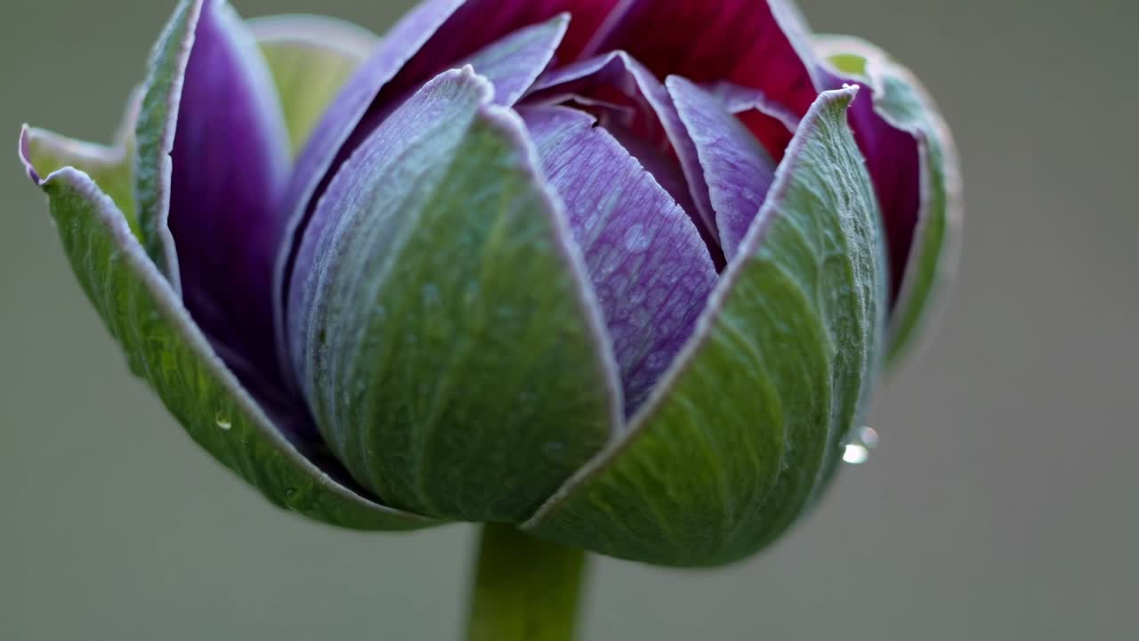 Close-up video of a green bud, showcasing detailed textures and subtle lighting