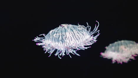 underwater shot of stunning fluorescent transparent jellyfish with black stripes