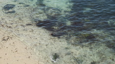 Black-playful-seal-relaxing-on-the-shore-waters-of-La-Jolla-California,-follow-shot