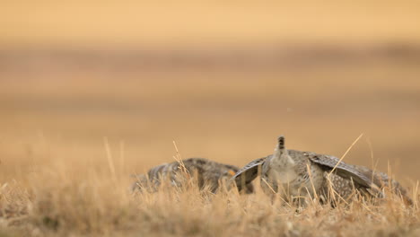 sharp tailed grouse males fighting during mating ritual, low angle shallow focus