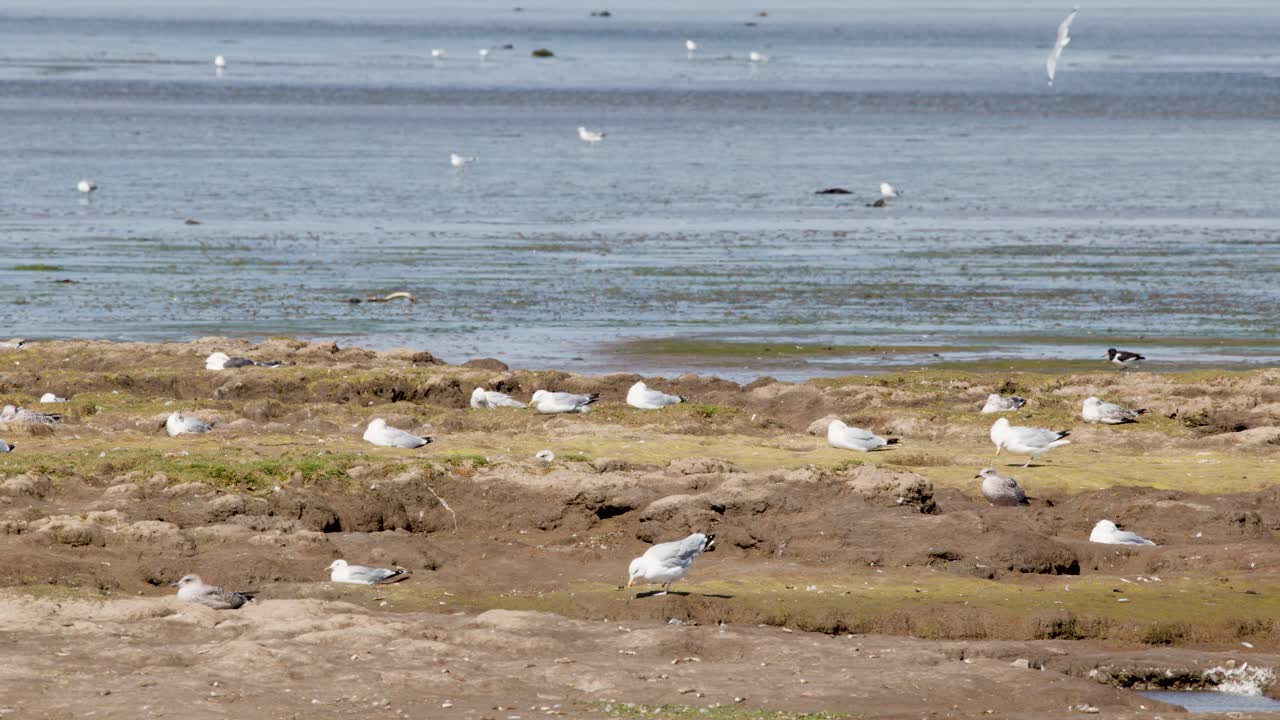 Seagulls gather and interact on a sunlit tidal flat by the Cromarty shoreline, static camera