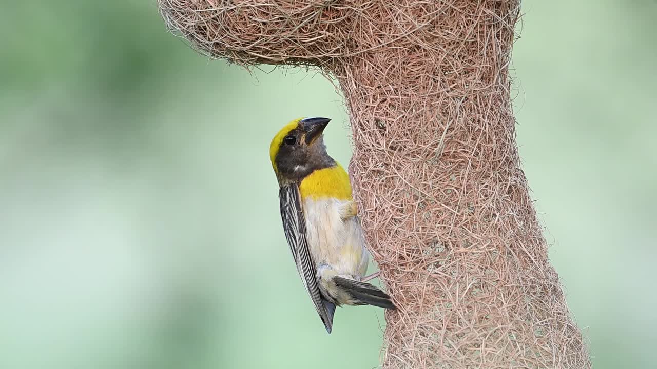 A beautiful close-up of a male Baya Weaver (Ploceus philippinus) intricately weaving grass fibers to construct its pendulous nest. Highlights avian craftsmanship during breeding season