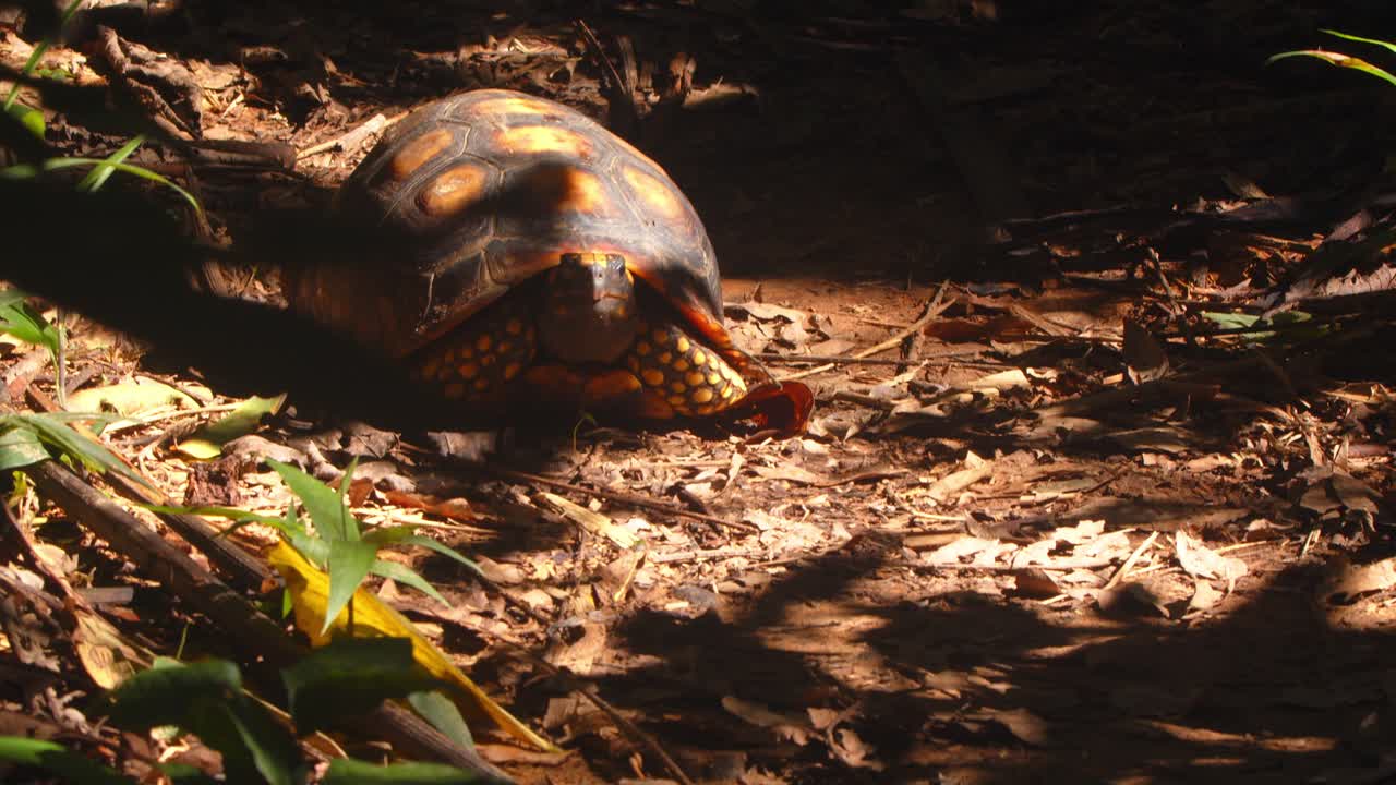 Reveal in Peru Amazon, a yellow-footed tortoise lies still on the rainforest ground at morning light.