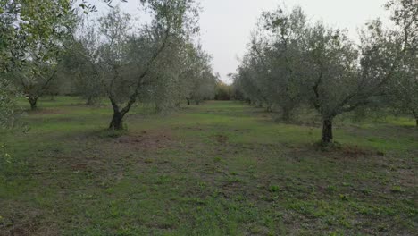 Drone-Vuela-A-Través-De-Una-Hilera-De-Olivos