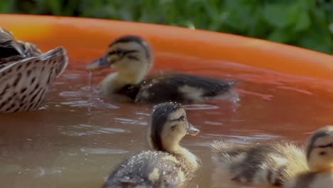 close up shots of a group of adorable mallard duckings swimming around in a pool