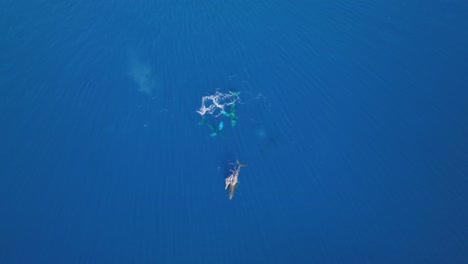 aerial of newborn whale calf bonding closely with mother in the warm protected waters of maui