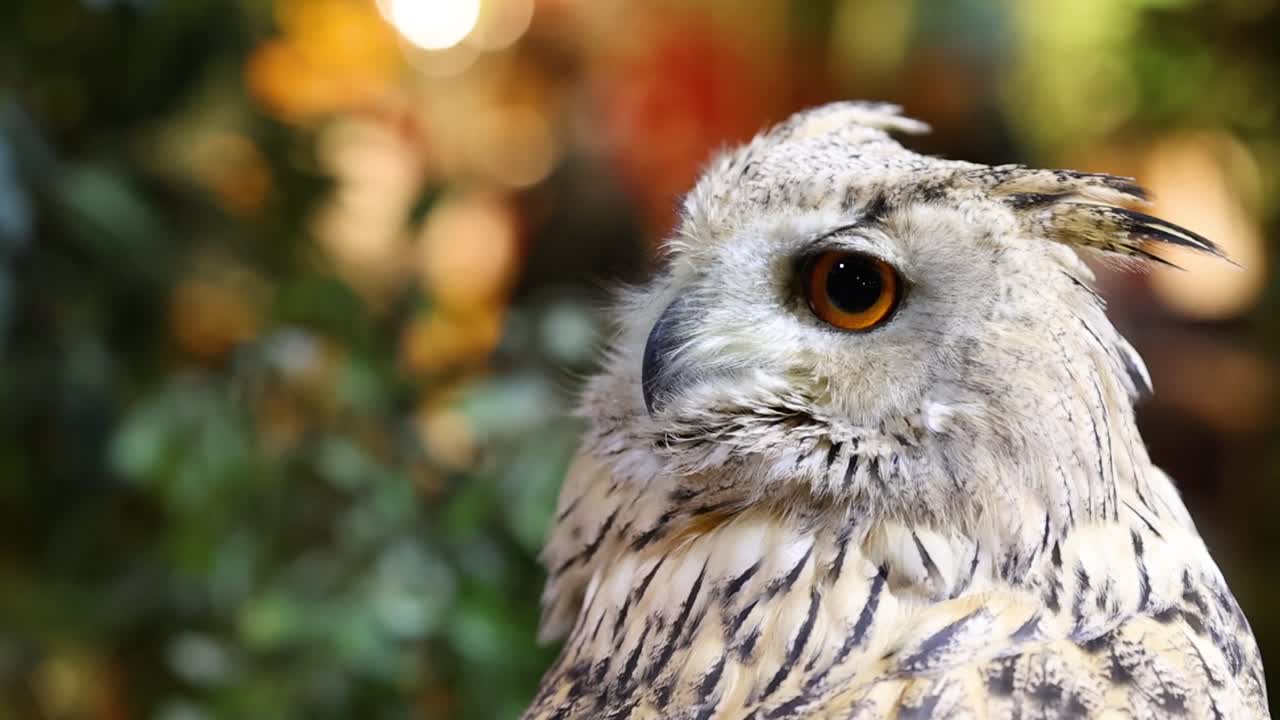 A detailed view of an owl's head, showcasing its striking eyes and intricate feather patterns against a blurred background.