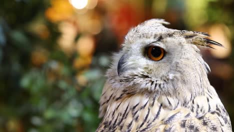 a detailed view of an owl's head, showcasing its striking eyes and intricate feather patterns against a blurred background.