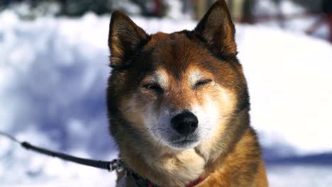 shiba inu puppy love mid winter pet lovershead of cute adorable heart faced dog on leash cinematic copper mountain colorado usa