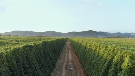 Hops-garden-which-seems-endless