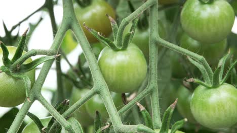 tomates cherry saludables que crecen en la agricultura granja orgánica