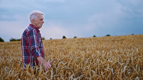 calm old caucasian man in checkered shirt is in the plantation of wheat up to his waist. farmer walks caressing his crop.