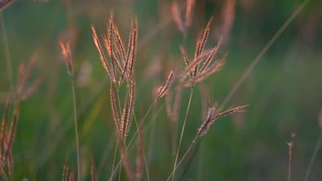 golden brown grass flowers in the sunset - close up