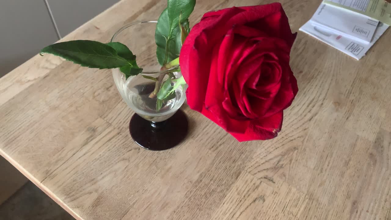 rosa in un vaso di fiori bellezza